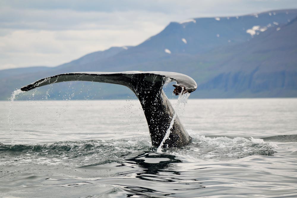 Baleine dans la baie de Húsavík en Islande