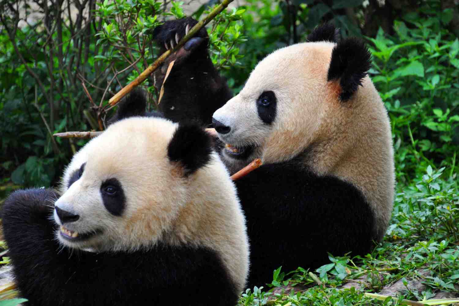Pandas à Chengdu en Chine