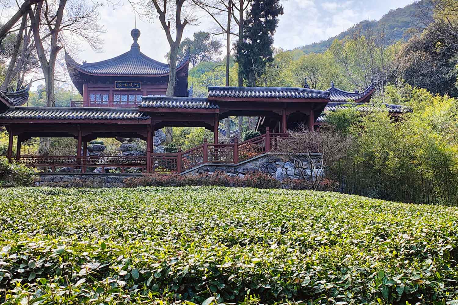 Plantations de thé, Hangzhou